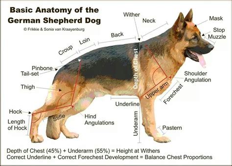 German Shepherd Basic Anatomy