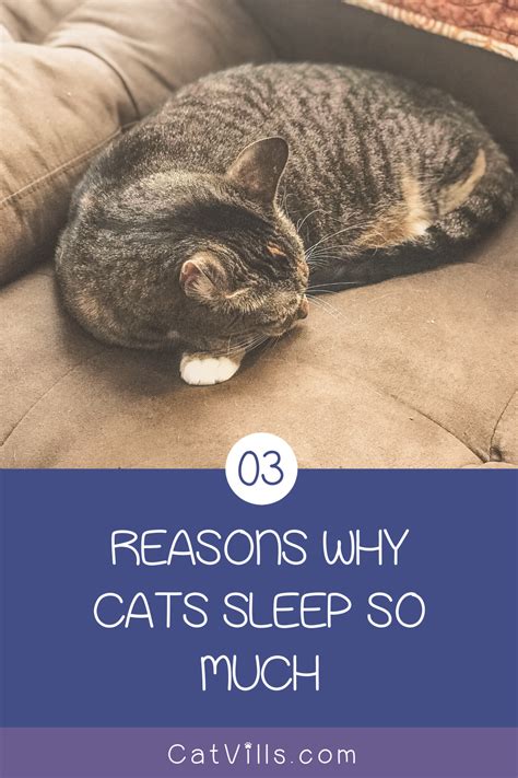Why Do Cats Sleep So Much Heres 3 Reasons Why In 2020 Cat Sleeping