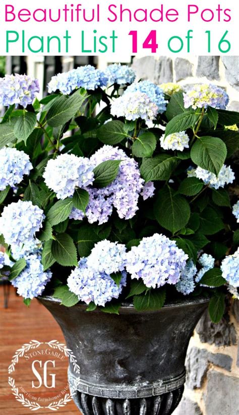 16 Colorful Shade Garden Pots And Plant Lists A Piece Of Rainbow