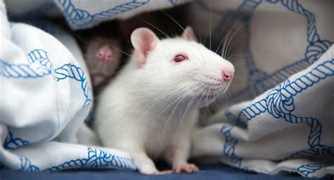Albino Rat Facts 32 Awesome Facts About White Rats With Pink Eyes