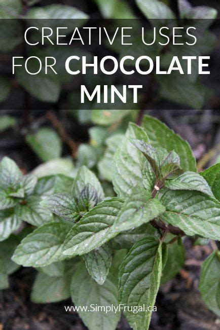 7 Creative Uses For Chocolate Mint Mint Garden Mint Herb Mint Plants