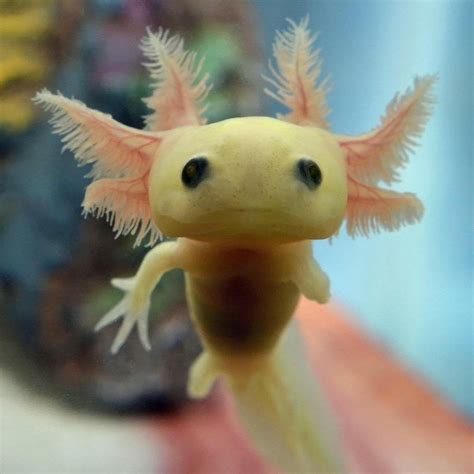 Here Is A Picture Of A Baby Axolotl To Brighten Up Your Day Raww