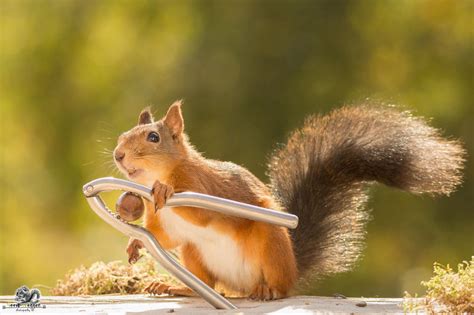 Cute Pics Of Playing Wild Red Squirrel No 4 Is Just Awesome