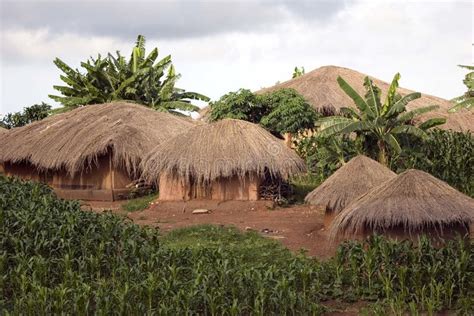 Thatched Huts A Small Village In Rural Malawi Sheltered By Trees And