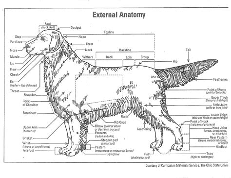 Externalanatomy2 Pure Dog Talk