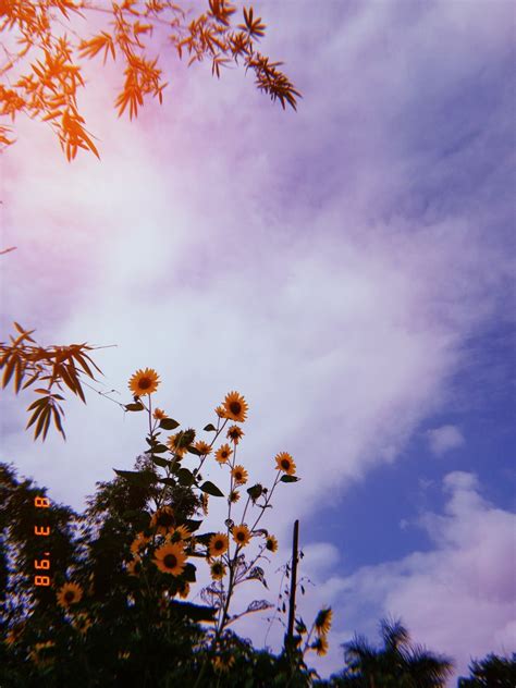 Morning Vibes Flowers Photography Wallpaper Sky Aesthetic