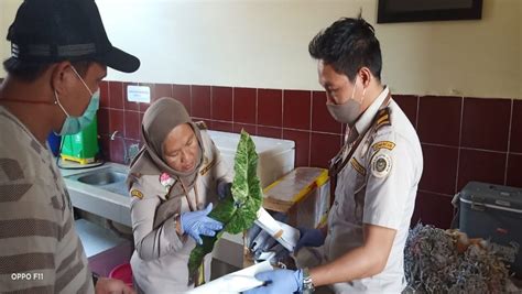 Tidak hanya data ekspor impor hortikultura, lo juga bisa temukan berbagai macam hal seputar bunga hias, seperti Ekspor Bunga Sulut Tembus 5 Negara, Peluang Usaha Terbuka ...