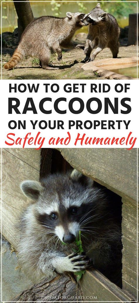 The trap will catch the raccoons as they or exits the chimney. How To Get Rid of Raccoons | Getting rid of raccoons ...