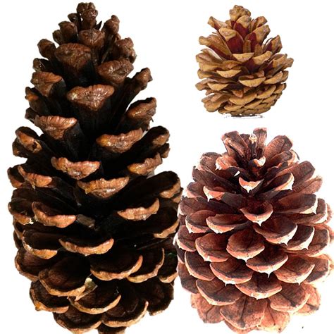 Buy Natural Pine Cones Christmas Arts And Crafts Cappel S