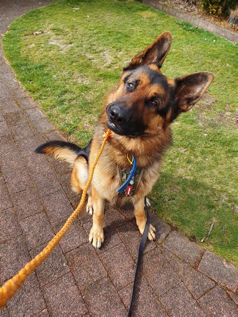 500 German Shepherd Dog Pictures Hd Download Free