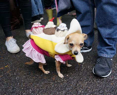 Costumed Puppy Cuteness At Tompkins Square Halloween Dog Parade 2016
