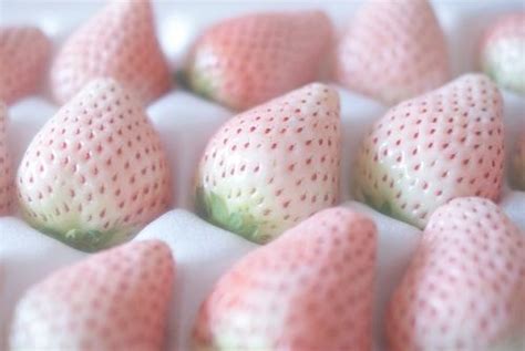 Cabbage early flat dutch strawberry toscana. White strawberry, Pink aesthetic, Strawberry