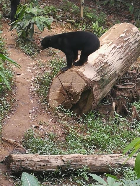 Visit our shop and grab yours now! Bornean Sun Bear Conservation Centre - Travellers of Malaysia