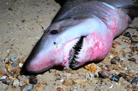 Six Foot Shark Washes Up Dead On Lepe Beach Hours After Being Saved By