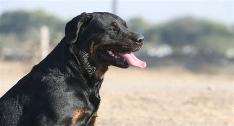 A Large Black And Brown Dog Sitting On Top Of A Dirt Field With His