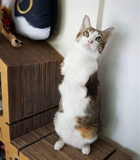 Two Legged Cat Stuns Everyone With What He Can Do Catlov