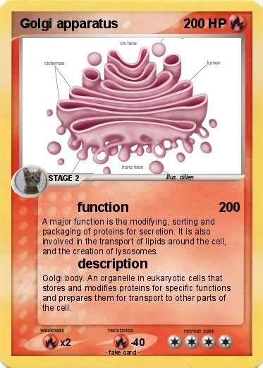 The main function of the golgi apparatus is to process proteins and send proteins to different destinations. Pokémon Golgi apparatus 15 15 - function - My Pokemon Card