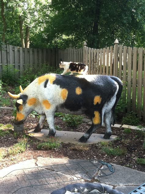 See more ideas about cow, cute animals, animals. A Cow, a Cat, and a Post Office - No smoke Blown