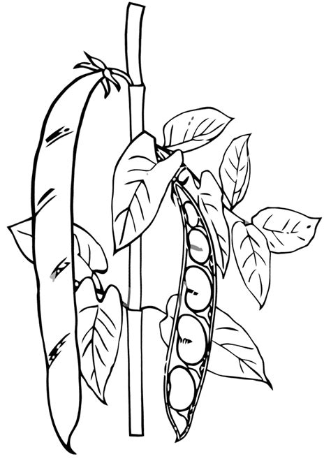 Green Pea Plant Coloring Pages Vegetable Coloring Pages Coloring Pages Pea Plant