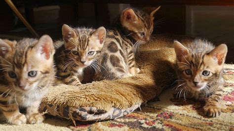 Savannah cat price in ohio with nationwide delivery available. Life on Mars - Ziggy Stardust - David Bowie Tribute Litter ...