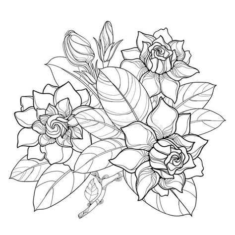 This process is covered in detail in proko's figure course along with all of his free figure drawing videos. Vector outline Gardenia flower bunch, bud and ornate ...