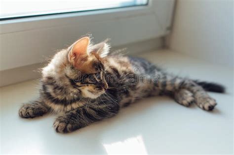 Are bengal cats family friendly? Cute Charcoal Bengal Kitty Cat Laying On The Cat`s Window ...