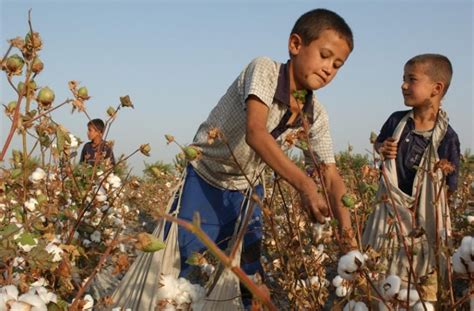 Il Lavoro Di 108 Milioni Di Minori Sfruttati In Agricoltura Anche Sulle