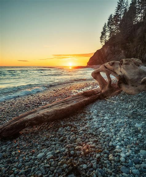 Driftwood On Seashore During Sunset · Free Stock Photo