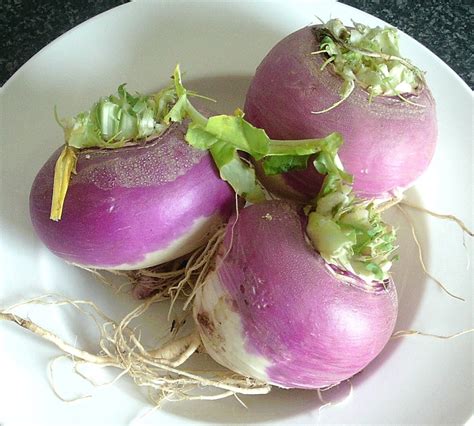 10 Raw White Turnip Salad Recipes Delishably