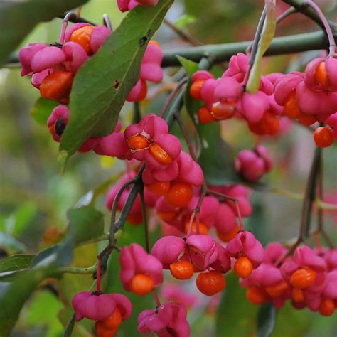 27 Berries That Are Poisonous Stay Away From Them Survival Sullivan