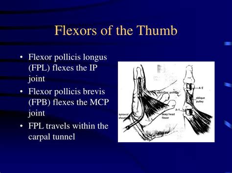 However, it is important to consider individual differences and experiment with these steps carefully. PPT - FLEXOR TENDON INJURIES James M. Steinberg D.O ...