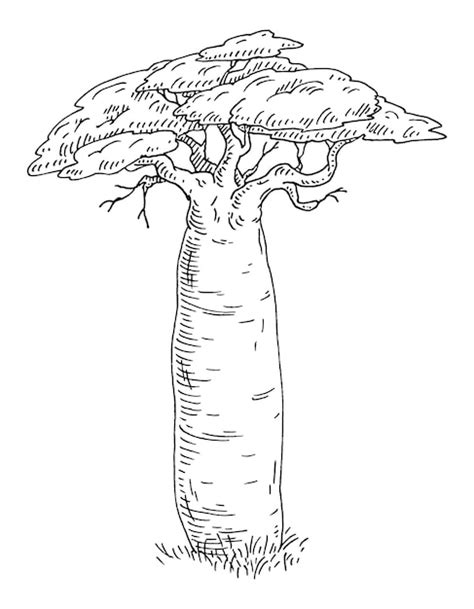 Árvore Baobá Com Folha Ilustração De Gravura Vintage Isolada Em Branco Vetor Premium