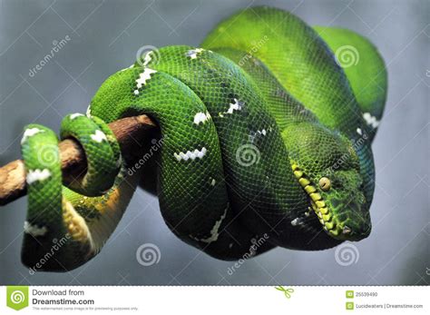 Emerald Tree Boa Snake Stock Photo Image Of Wrap Green
