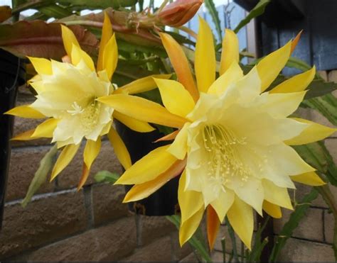While this is no doubt true during the fmp, the bar generally shuts down when the last customer leaves. Epiphyllum Yellow | Plantes grasses, Fleurs, Cactus