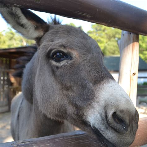 Donkey Long Island Zoo New York Animal Facts