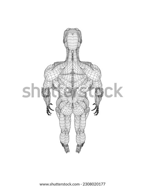 Human Body Anatomy Male Man Wireframe Stock Vector Royalty Free