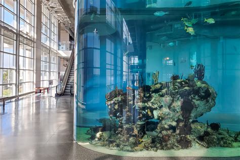 Exhibits At The South Carolina Aquarium Thousands Of Sc Animals