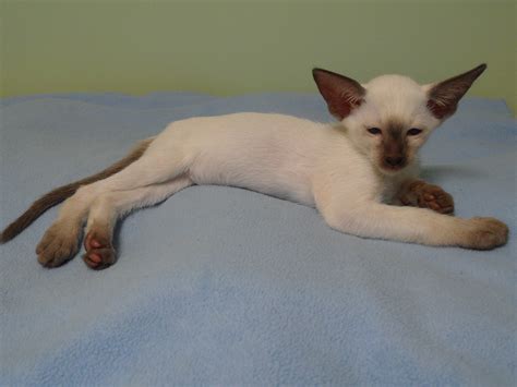Siamese Kittens | For Sale QLD: Brisbane North