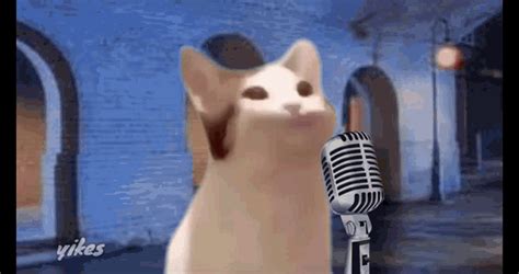Rickroll Cat  Rickroll Cat Singing Cat Discover And Share S