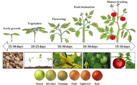 Demonstration Of The Five Growth Stages Of Tomato And The Different