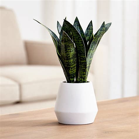 These plants aren't favored by everyone because of their strong, bold look and tough, pointed leaves. Artificial Snake Plant in Pot + Reviews | Crate and Barrel