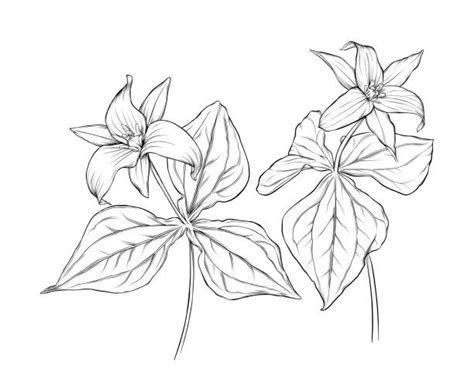 460 Trillium Vector Stock Illustrations Royalty Free Vector Graphics