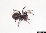 Pest Control For Spiders In A Home Photos