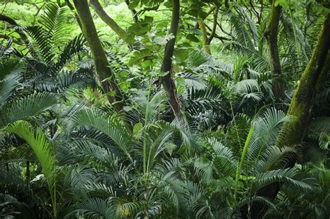 The tropical rainforest is a hot, moist biome found near earth's equator. 9 Major Primary Producers in the Tropical Rainforest ...