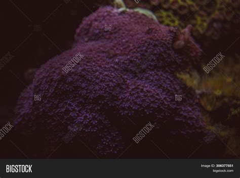 Pink Coral Reef Image And Photo Free Trial Bigstock
