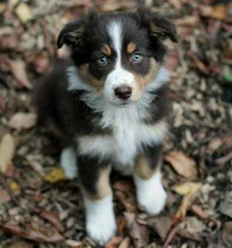 This is beacuse we see the puppies daily and can make uncannily accurate recommendations once we know something about. husky golden retriever mix... I'm gonna love him, hug him ...