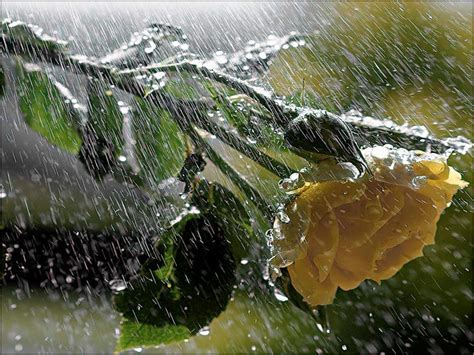 Lluvia open source has 161 repositories available. poemas con elwimg: LLUVIA