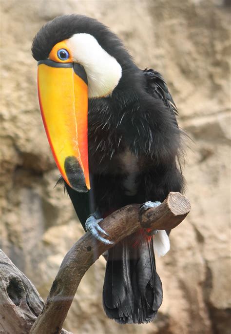 Toco Toucan Zoochat