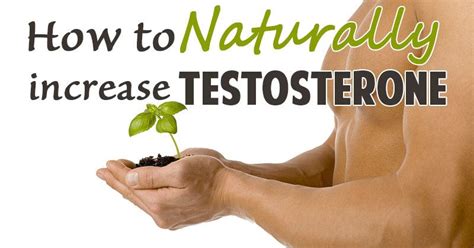 How To Increase Testosterone Levels Naturally Elavitra