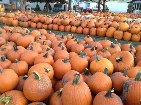 Pumpkins At Selmis On October 1st Pumpkin Winery Tours Fall Festival